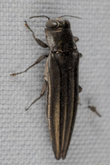 Agrilus macer