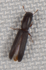 Colydium lineola