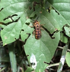 Xanthocampsomeris hesterae