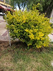Ligustrum confusum