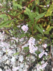 Persicaria bicornis