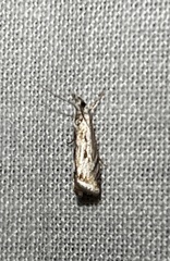 Microcrambus kimballi