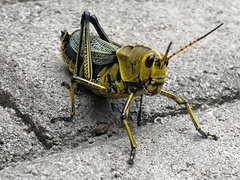 Taeniopoda tamaulipensis