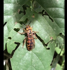 Xanthocampsomeris hesterae