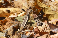 Sceloporus siniferus