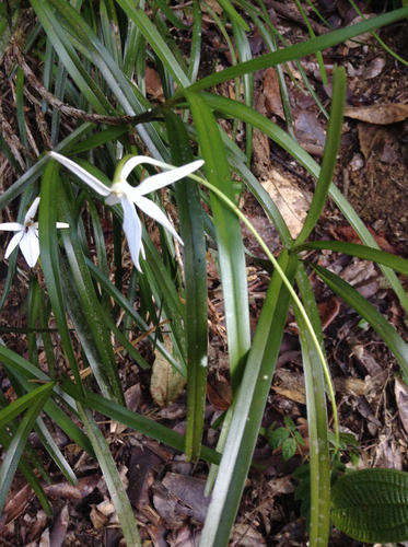 Jumellea stenophylla image