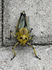 Taeniopoda tamaulipensis