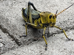 Taeniopoda tamaulipensis