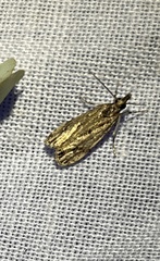 Eudonia strigalis