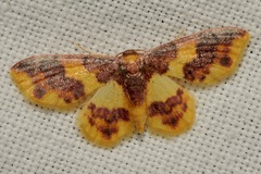 Lophosis labeculata