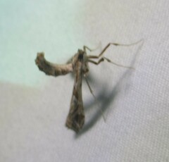 Lineodes