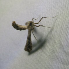 Lineodes