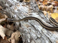 Thamnophis saurita septentrionalis
