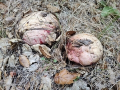 Rubroboletus eastwoodiae