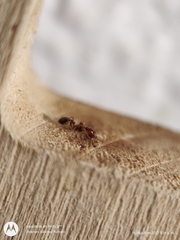 Solenopsis xyloni