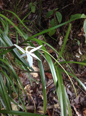 Jumellea stenophylla image