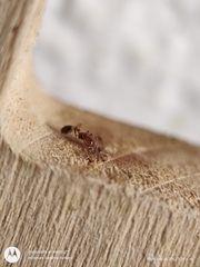 Solenopsis xyloni