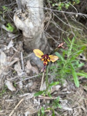 Diuris orientis