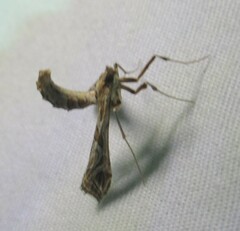 Lineodes