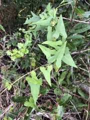 Calystegia macrostegia