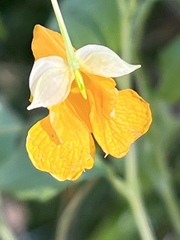 Impatiens aurella