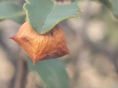 Cynips douglasii
