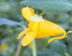 Impatiens aurella