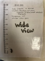 Camponotus chromaiodes