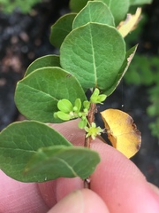 Phyllanthopsis phyllanthoides