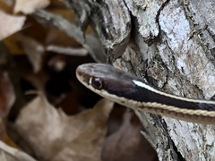 Thamnophis saurita septentrionalis
