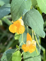 Impatiens aurella