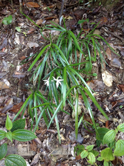 Jumellea stenophylla image