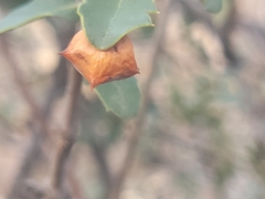 Cynips douglasii