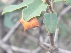 Cynips douglasii