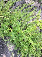 Phyllanthopsis phyllanthoides