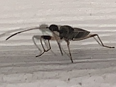 Myodocha serripes