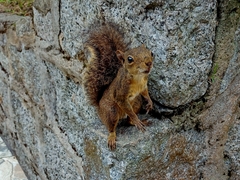 Sciurus aestuans