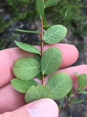 Phyllanthopsis phyllanthoides