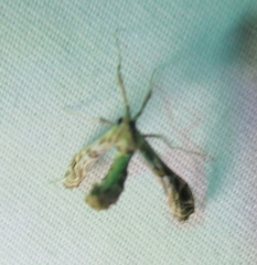 Lineodes