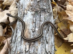 Thamnophis saurita septentrionalis