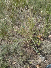 Thelesperma megapotamicum