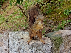 Sciurus aestuans