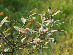 Salix sitchensis