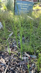 Microtis unifolia