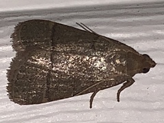 Hypsopygia nostralis