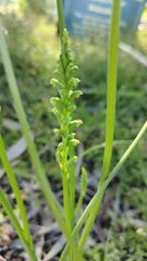Microtis unifolia