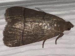 Hypsopygia nostralis