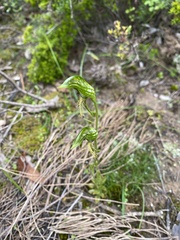 Pterostylis plumosa