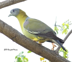 Treron phoenicopterus