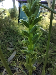 Microtis unifolia